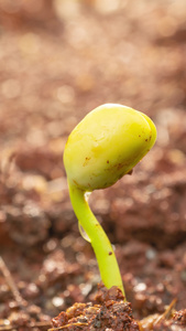 土壤中长出的黄豆种子嫩芽视频