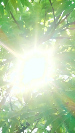 夏日唯美逆光树叶透光炎炎夏日日光日头三伏天19秒视频