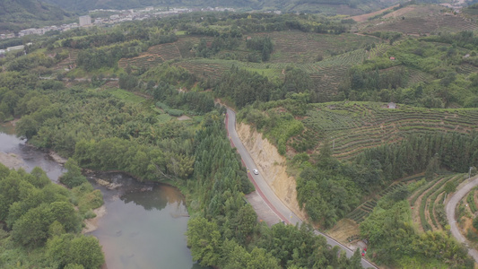 福建省龙岩市漳平水仙生态茶园航拍视频