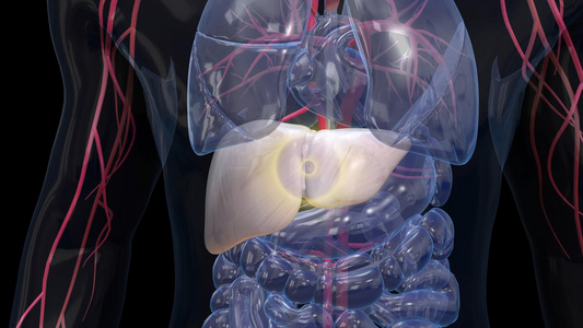 3D人体医疗肝硬化演示视频视频