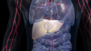 3D人体医疗肝硬化演示视频15秒视频