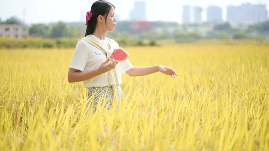 4K金色稻田里吃西瓜的少女视频