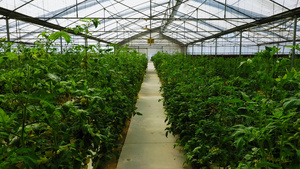 4k白番茄培养基地14秒视频