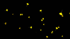 透明通道银杏叶飘落素材60秒视频
