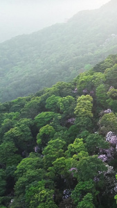 航拍深圳梧桐山的毛棉杜鹃花盛开深圳景点视频