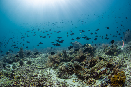 海底缤纷珊瑚小鱼群视频