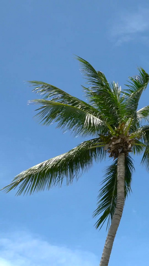 海岛椰树海风吹拂延时20秒视频
