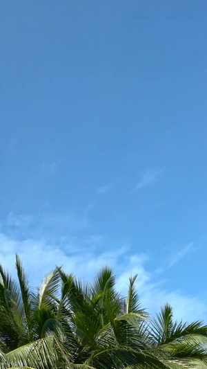 海岛椰树海风吹拂延时20秒视频