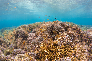 海底缤纷珊瑚13秒视频