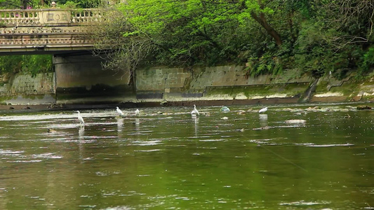 春天在河水中捕食的白鹭实拍视频