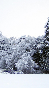 冬季雪景视频素材背景视频视频