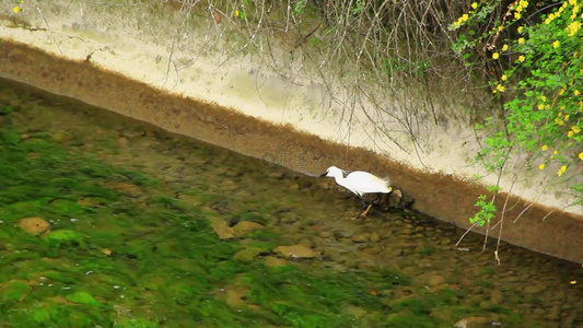 春天在河水中捕食的白鹭实拍视频