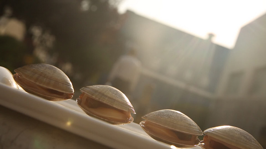 阳光下的黄蚬子花蛤视频