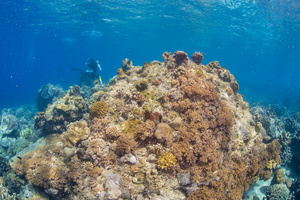 海底缤纷珊瑚世界30秒视频