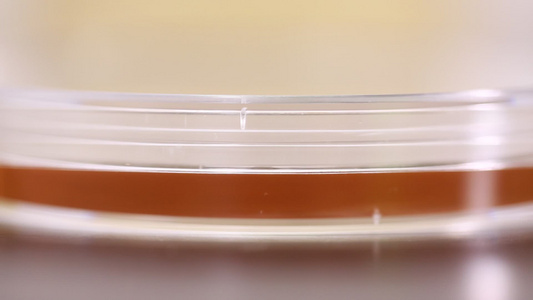 细菌培养基菌群检测细菌检测培养皿视频