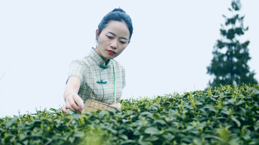 4K实拍春天唯美采茶女采茶视频素材[茶工]视频