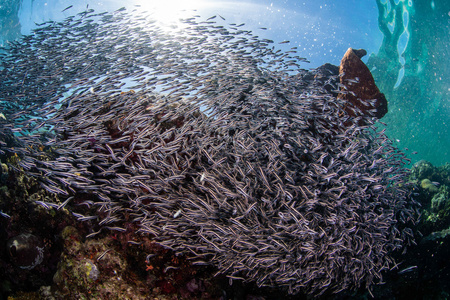 海底鱼群视频