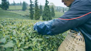 4K实拍采茶的茶农手特写视频素材29秒视频