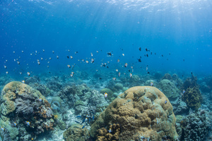 海底银鱼群50秒视频