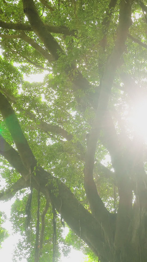 夏天阳光透射树底光影21秒视频