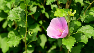 花朵合集16秒视频