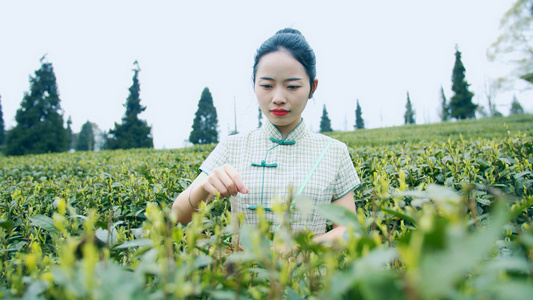 4K实拍茶园唯美采茶女采茶视频素材[茶工]视频