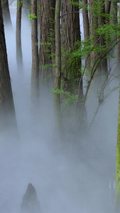 湿地公园水杉自然环境视频