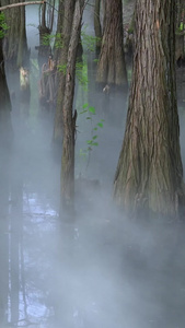 湿地公园水杉自然环境视频