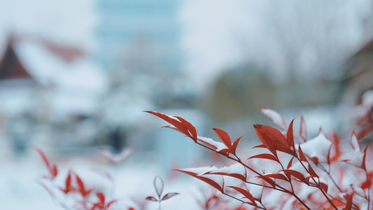 雪景特写镜头素材视频