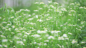 4k春暖花开小皱菊花开花海空镜头65秒视频