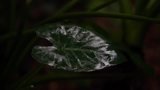 慢镜头 雨滴落在雨林绿叶上唯美空镜视频