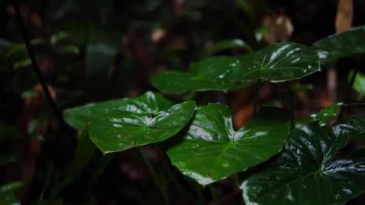 慢镜头 雨滴落在雨林绿叶上唯美空镜视频