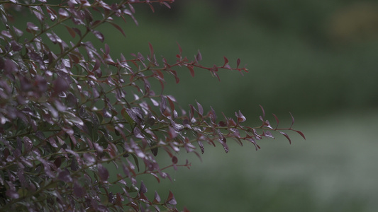 五月雨[十月初]视频