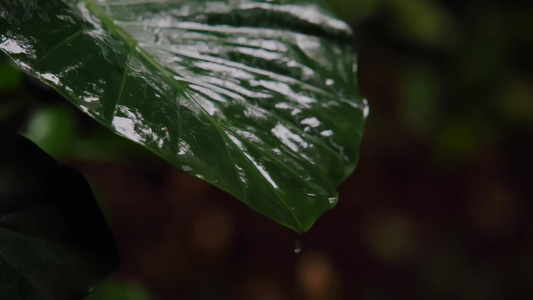 慢镜头 雨滴落在雨林绿叶上唯美空镜视频