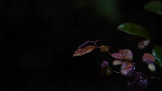 慢镜头 雨滴落在雨林绿叶上唯美空镜视频