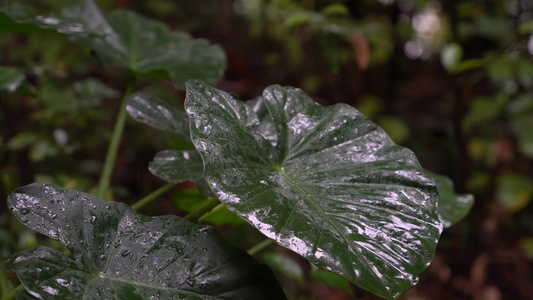 4K唯美雨景 森林景观雨滴落在植物叶片空镜视频