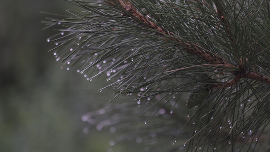 五月雨视频