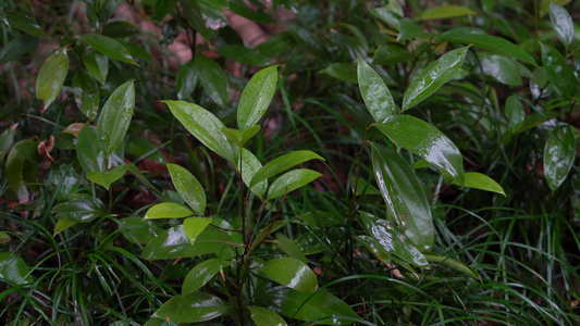 4K唯美雨景 森林景观雨滴落在植物叶片空镜视频