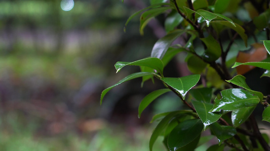 4K唯美雨景 森林景观雨滴落在植物叶片空镜视频