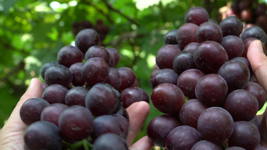 在种植园里采摘葡萄视频