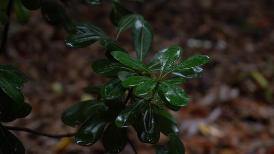 4K唯美雨景 森林景观雨滴落在植物叶片空镜视频
