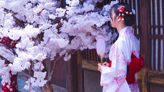 女性日式和服赏花摇扇视频