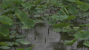 五月雨67秒视频