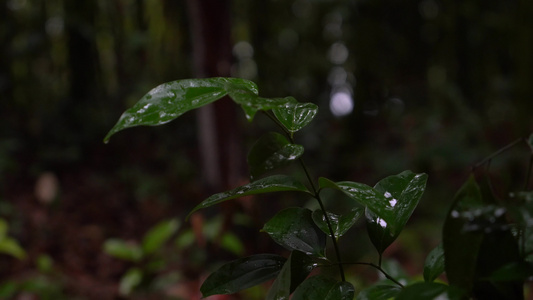 4K唯美雨景 森林景观雨滴落在植物叶片空镜视频