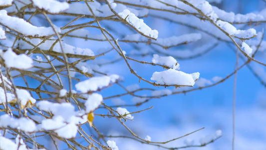 雪后的风景视频