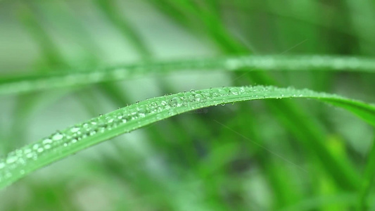 雨水谷雨季节叶片上的水滴水珠视频