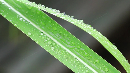 雨水谷雨季节叶片上的水滴水珠视频