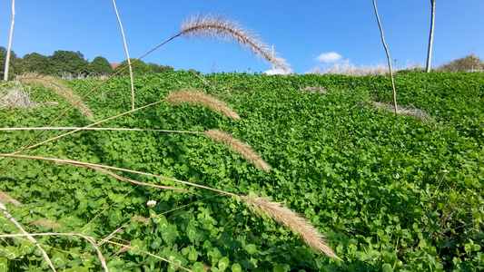 4K实拍风吹枯草视频