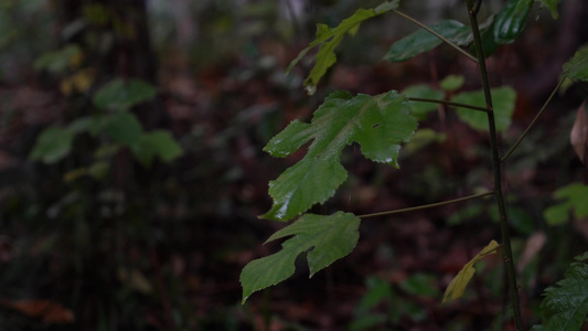 4K唯美雨景 森林景观雨滴落在植物叶片空镜视频
