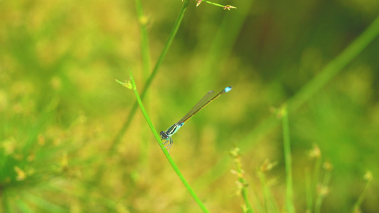 雨后绿植蜻蜓 视频